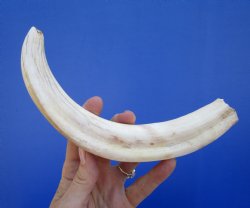10-1/2 inches Large Warthog Tusk, 7.1 ounces ((<font color=red> 8-1/2 inches Solid</font>) for $59.99