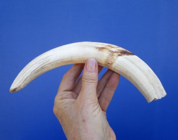 10-1/2 inches Large Warthog Tusk, 7.1 ounces ((<font color=red> 8-1/2 inches Solid</font>) for $59.99