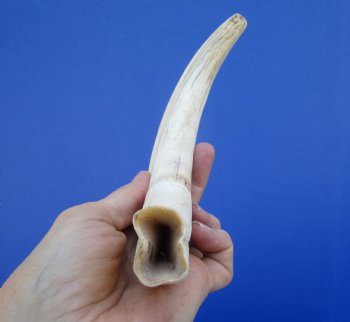 10-1/2 inches Large Warthog Tusk, 7.1 ounces ((<font color=red> 8-1/2 inches Solid</font>) for $59.99