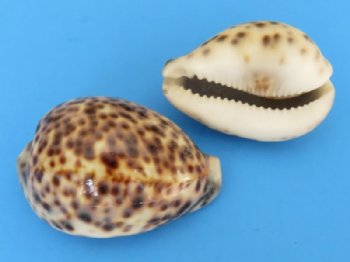 250 Indian Tiger Cowrie Shells <font color=red> Wholesale</font> 2-3/4 to 3 inches - .36 each