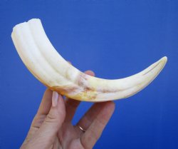 9 inches Warthog Tusk, 5.0 ounces, <font color=red> 5 Inches Solid</font> - Buy this one for $44.99