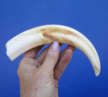 9 inches Warthog Tusk, 5.0 ounces, <font color=red> 5 Inches Solid</font> - Buy this one for $44.99