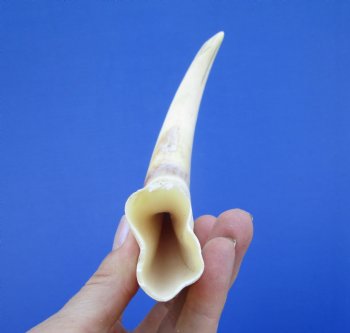 9 inches Warthog Tusk, 5.0 ounces, <font color=red> 5 Inches Solid</font> - Buy this one for $44.99
