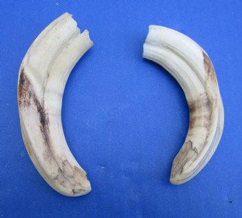 Two Small Warthog Tusks <font color=red> Grade B </font>, 5-1/2 inches, 3.8 ounces - Buy these 2 for $7 each