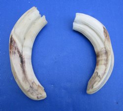 Two Small Warthog Tusks <font color=red> Grade B </font>, 5-1/2 inches, 3.8 ounces - Buy these 2 for $7 each