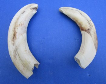 Two Small Warthog Tusks <font color=red> Grade B </font>, 5-1/2 inches, 3.8 ounces - Buy these 2 for $7 each