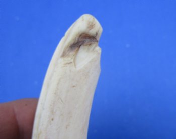 Two Small Warthog Tusks <font color=red> Grade B </font>, 5-1/2 inches, 3.8 ounces - Buy these 2 for $7 each