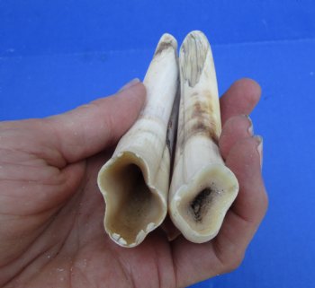 Two Small Warthog Tusks <font color=red> Grade B </font>, 5-1/2 inches, 3.8 ounces - Buy these 2 for $7 each