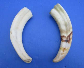 Two Small Warthog Tusks for Carving Ivory, 5-7/8 and 5-1/2, 3 ounces - Buy these 2 for $10 each