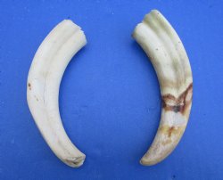 Two Small Warthog Tusks for Carving Ivory, 5-7/8 and 5-1/2, 3 ounces - Buy these 2 for $10 each