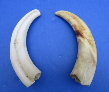 Two Small Warthog Tusks for Carving Ivory, 5-7/8 and 5-1/2, 3 ounces - Buy these 2 for $10 each