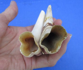 Two Small Warthog Tusks for Carving Ivory, 5-7/8 and 5-1/2, 3 ounces - Buy these 2 for $10 each