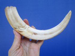 11 inches Huge African Warthog Tusk for Carving Ivory <font color=red>(7-3/4 inches solid) </font> - Buy for $69.99