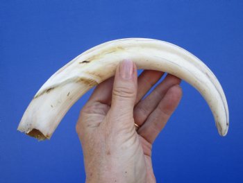 11 inches Huge African Warthog Tusk for Carving Ivory <font color=red>(7-3/4 inches solid) </font> - Buy for $69.99