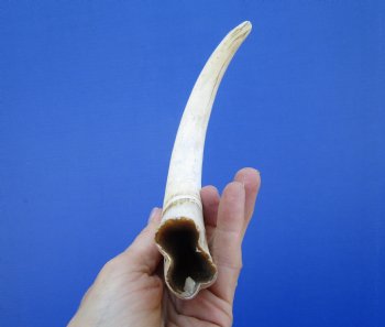 11 inches Huge African Warthog Tusk for Carving Ivory <font color=red>(7-3/4 inches solid) </font> - Buy for $69.99