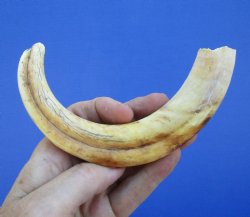 9 inches African Wa...