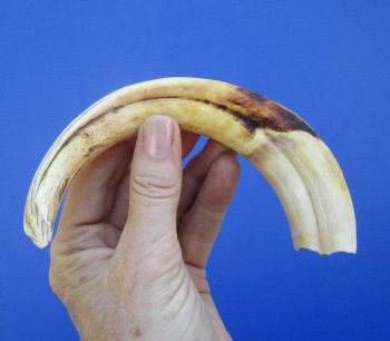 9 inches African Warthog Ivory Tusk, 3.5 ounces, <font color=red> 7-1/4 inches Solid</font> - Buy this for $44.99