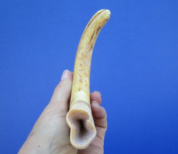 9 inches African Warthog Ivory Tusk, 3.5 ounces, <font color=red> 7-1/4 inches Solid</font> - Buy this for $44.99
