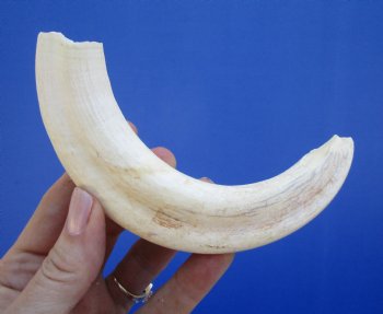 7-7/8 inches Authentic Warthog ivory Tusk<font color=red> (6-1/2 inches Solid) </font> for $24.99