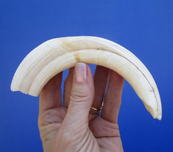 7-7/8 inches Authentic Warthog ivory Tusk<font color=red> (6-1/2 inches Solid) </font> for $24.99