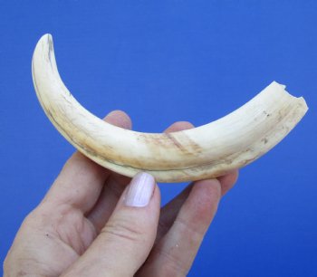 7 inches Authentic Warthog ivory Tusk<font color=red> (5-1/2 inches Solid) </font> for $19.99