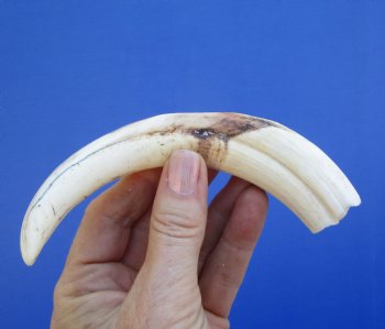 7 inches Authentic Warthog ivory Tusk<font color=red> (5-1/2 inches Solid) </font> for $19.99