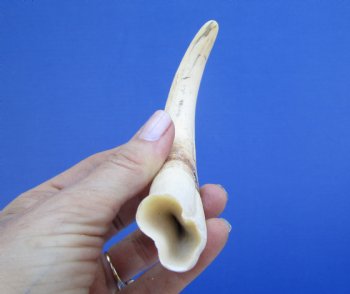 7 inches Authentic Warthog ivory Tusk<font color=red> (5-1/2 inches Solid) </font> for $19.99