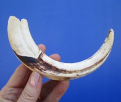 9 inches African Wa...