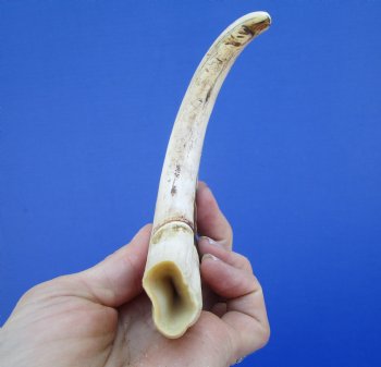 9 inches African Warthog Ivory Tusk, 3.4 ounces, <font color=red> 7-1/2 inches Solid</font> - Buy this for $44.99
