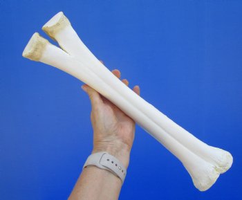 15 inches Real Camel Leg Bone <font color=red> Grade B Quality</font> - Buy this one for $22.99
