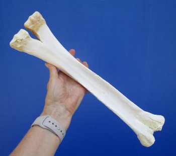 15 inches Real Camel Leg Bone <font color=red> Grade B Quality</font> - Buy this one for $22.99