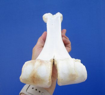 15 inches Real Camel Leg Bone <font color=red> Grade B Quality</font> - Buy this one for $22.99
