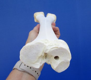 15 inches Real Camel Leg Bone <font color=red> Grade B Quality</font> - Buy this one for $22.99