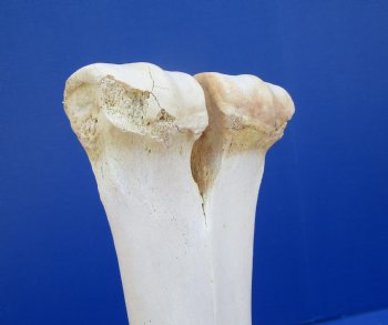 15 inches Real Camel Leg Bone <font color=red> Grade B Quality</font> - Buy this one for $22.99
