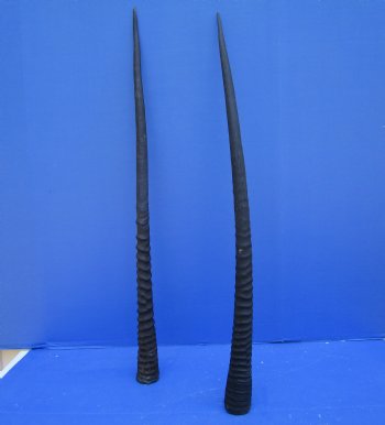 2 Large Gemsbok, Oryx Horns 34 and 33-1/2 inches for $33 each