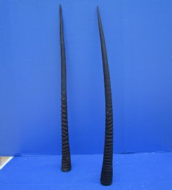 2 Large Gemsbok, Oryx Horns 34 and 33-1/2 inches for $33 each