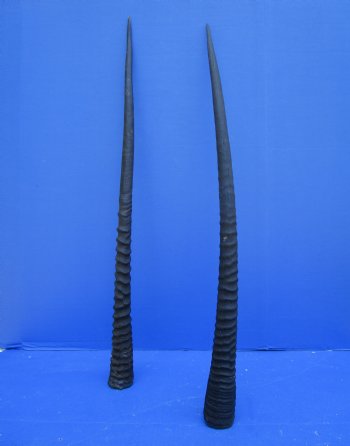 2 Large Gemsbok, Oryx Horns 34 and 33-1/2 inches for $33 each