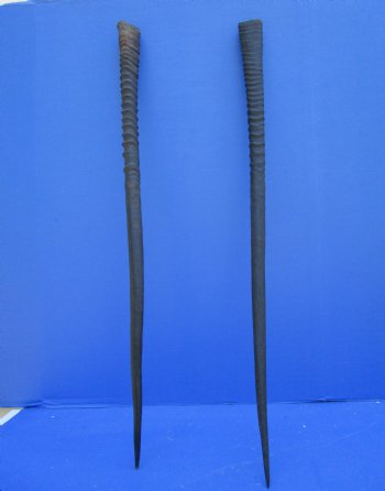 2 Large Gemsbok, Oryx Horns 34 and 33-1/2 inches for $33 each