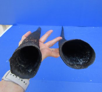 2 Large Gemsbok, Oryx Horns 34 and 33-1/2 inches for $33 each