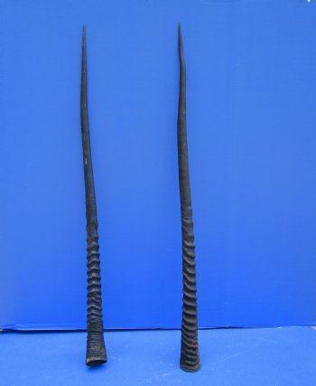 2 Large Gemsbok, Oryx Horns 34 and 33-1/2 inches for $33 each