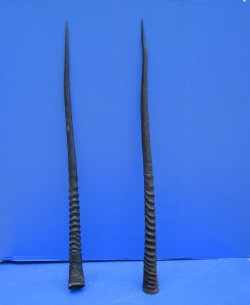 2 Large Gemsbok, Oryx Horns 34 and 33-1/2 inches for $33 each