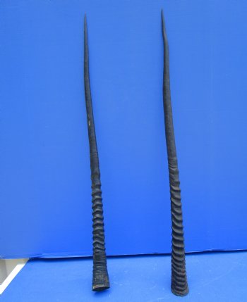2 Large Gemsbok, Oryx Horns 34 and 33-1/2 inches for $33 each