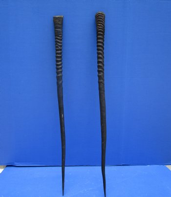2 Large Gemsbok, Oryx Horns 34 and 33-1/2 inches for $33 each