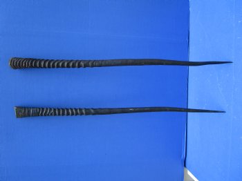 2 Large Gemsbok, Oryx Horns 34 and 33-1/2 inches for $33 each