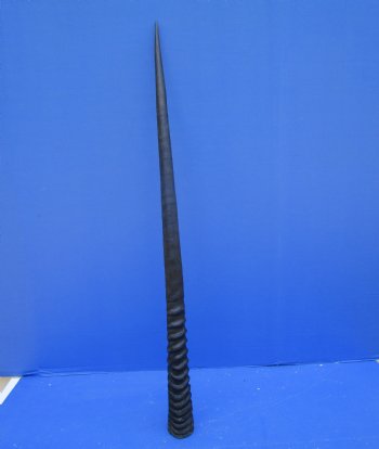 34-1/2 inches Large Gemsbok Horn for Sale, Oryx Horn for $33.99