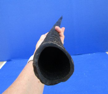 34-1/2 inches Large Gemsbok Horn for Sale, Oryx Horn for $33.99
