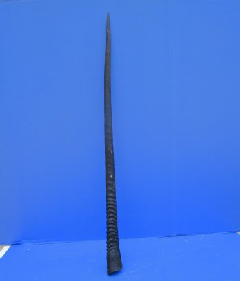 35 inches Authentic Large Gemsbok Horn for Sale, Oryx Horn for $33.99