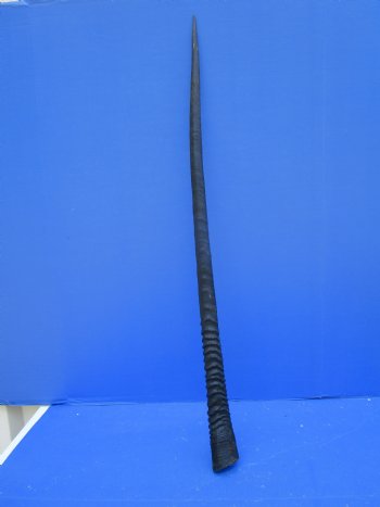 35 inches Authentic Large Gemsbok Horn for Sale, Oryx Horn for $33.99