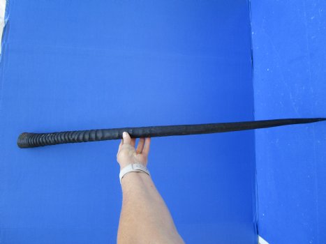 35 inches Authentic Large Gemsbok Horn for Sale, Oryx Horn for $33.99