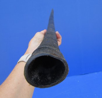 35 inches Authentic Large Gemsbok Horn for Sale, Oryx Horn for $33.99